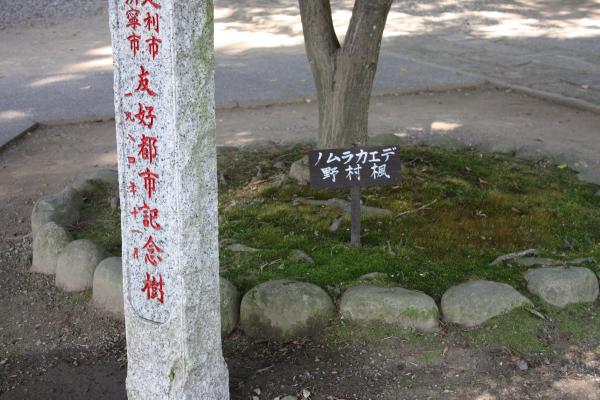 日中友好記念樹、ノムラカエデ