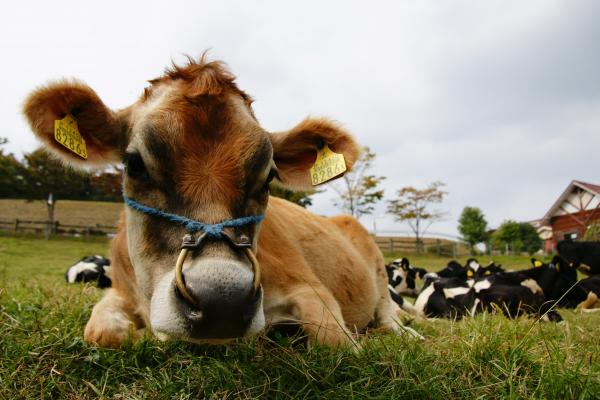 ジャージー牛/癒し憩い画像データベース