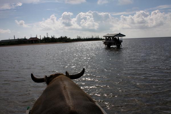 由布島へ向かう水牛車/癒し憩い画像データベース