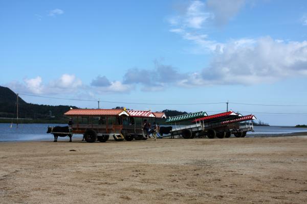 由布島の浜辺と水牛車