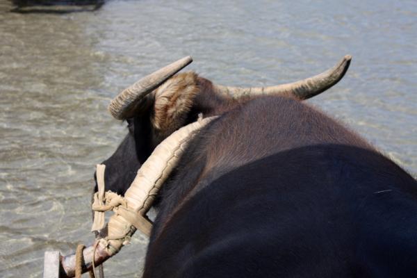 由布島と西表島を渡る水牛車を曳く水牛