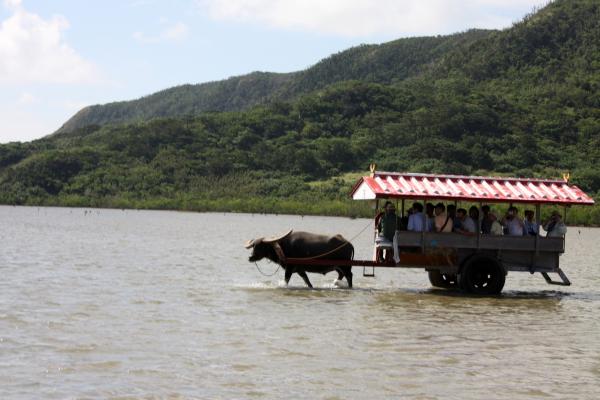 浅瀬の海を渡る水牛車