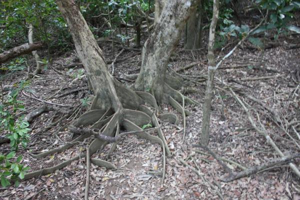 板根を広げる先島蘇芳の木