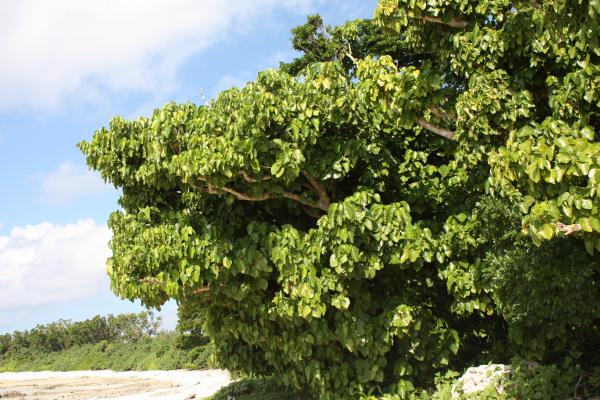 沖縄 竹富島の海岸で育つハスノハギリの樹木 癒し憩い画像データベース