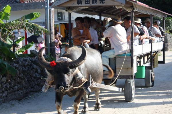 沖縄・竹富島の水牛車遊覧/癒し憩い画像データベース