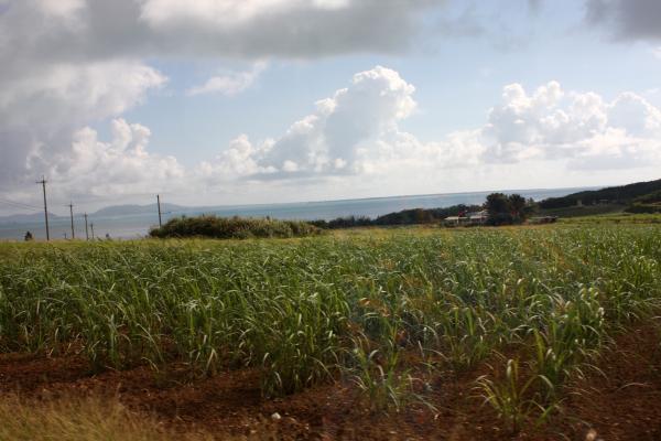 沖縄の八重山諸島・小浜島のサトウキビ畑/癒し憩い画像データベース