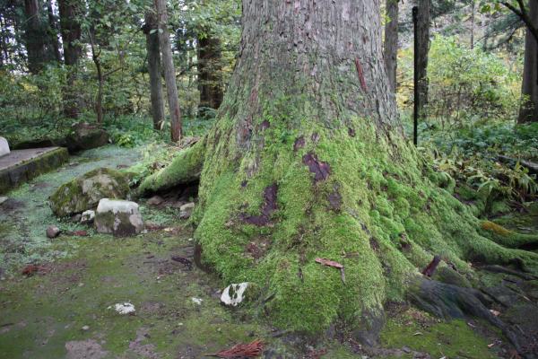 羽黒山スギ並木の苔むす杉巨木