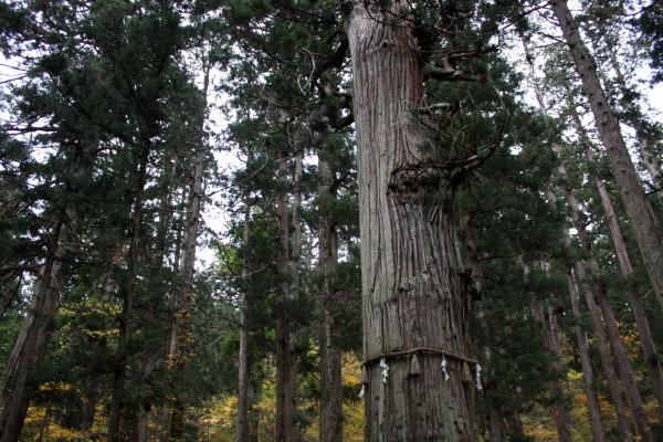 羽黒山の天然記念物、樹齢千年以上の「爺杉」