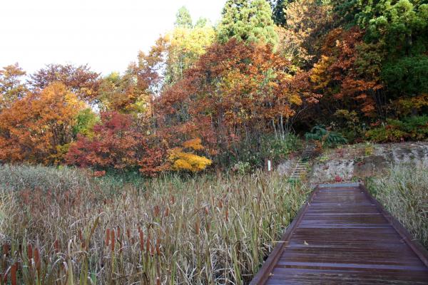 森と湿原の秋模様