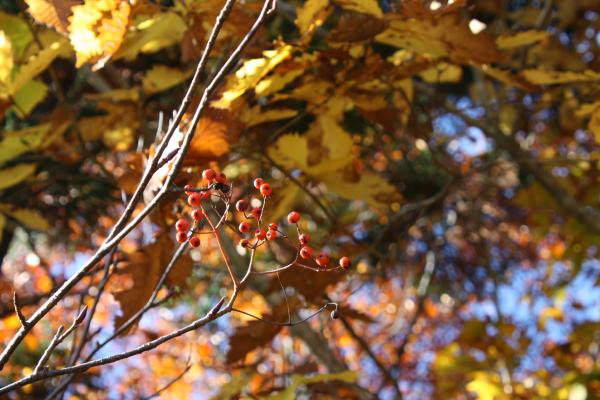 晩秋の森とナナカマドの実/癒し憩い画像データベース