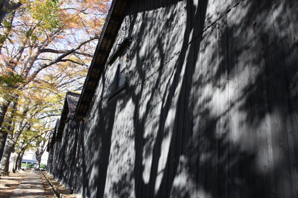 「山居倉庫」の壁に映るケヤキの影