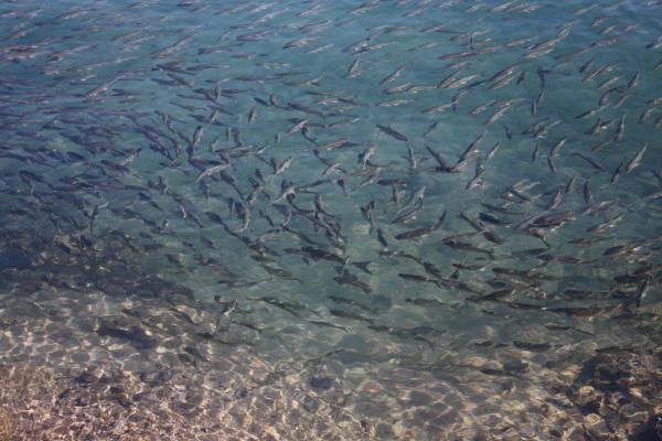 澄んだ田沢湖を泳ぐ魚たち