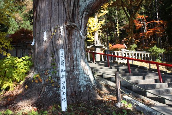 田沢湖畔の「御座の石の杉」