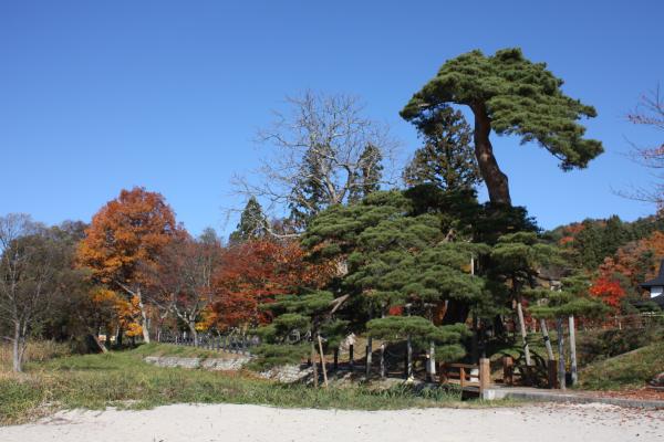 田沢湖畔の「蓬莱の松」