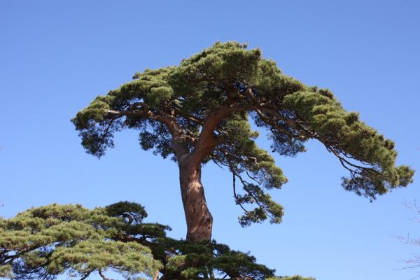 青空に映える田沢湖畔の「蓬莱の松」