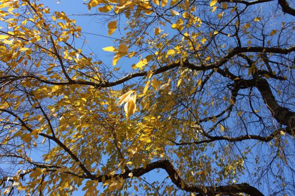 角館「武家屋敷通り」のシダレザクラ（天然記念物）の枝ぶりと黄葉