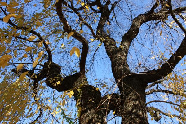 角館「武家屋敷通り」のシダレザクラ（天然記念物）の枝ぶりと青空/癒し憩い画像データベース