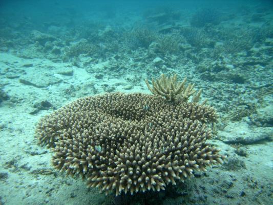 珊瑚のうみ