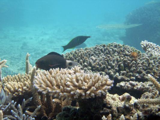 石垣島の珊瑚と熱帯魚