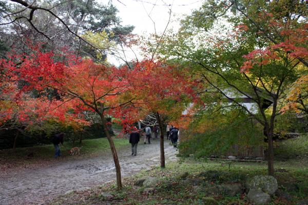 福岡秋月城跡内の紅葉 癒し憩い画像データベース
