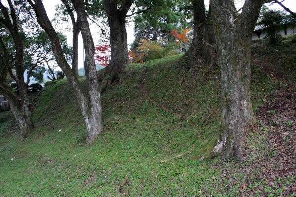 福岡秋月城跡の土塁と古木