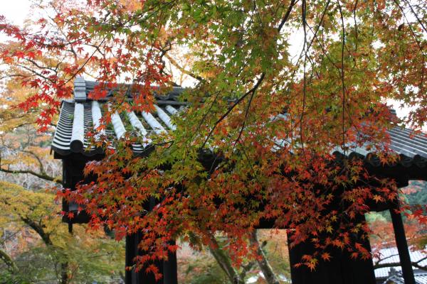 福岡秋月城跡、「黒門」の秋風情