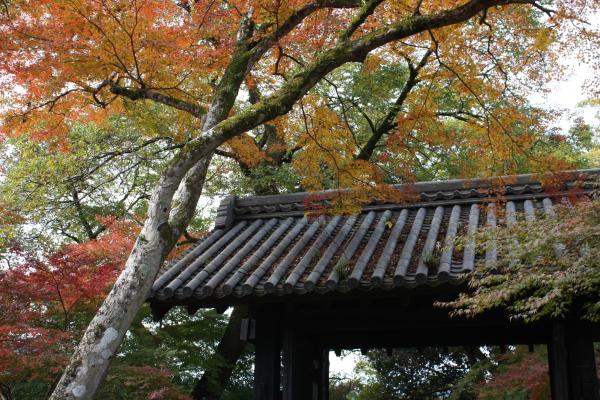 福岡秋月城跡の「黒門」と紅葉