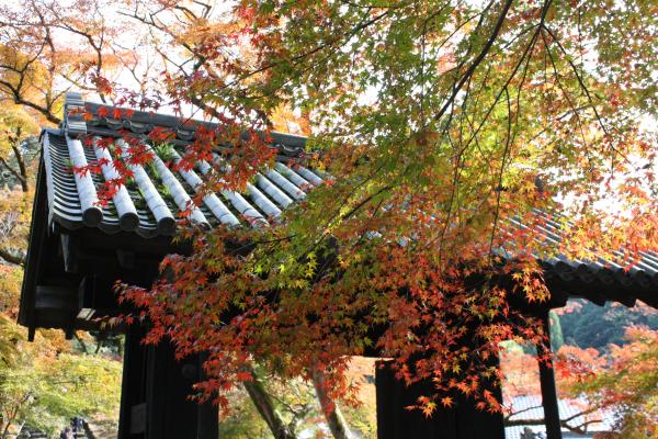 福岡秋月城跡の「黒門」と紅葉