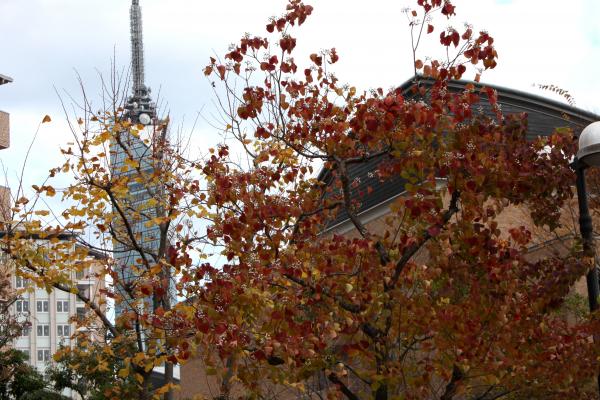 ナンキンハゼと福岡タワー/癒し憩い画像データベース