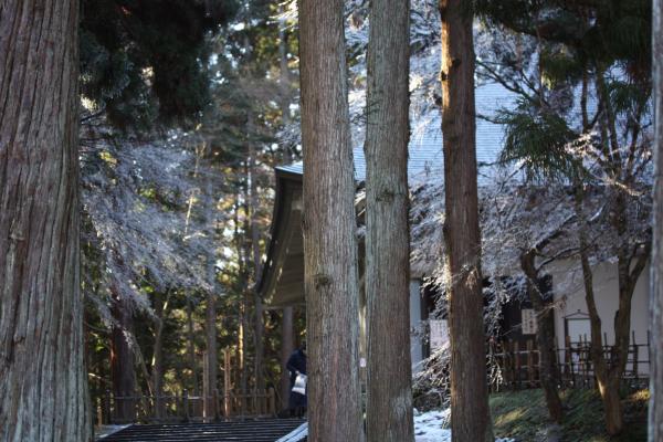 冬の平泉中尊寺 サワラの樹木に囲まれた樹氷と金色堂の覆堂 癒し憩い画像データベース