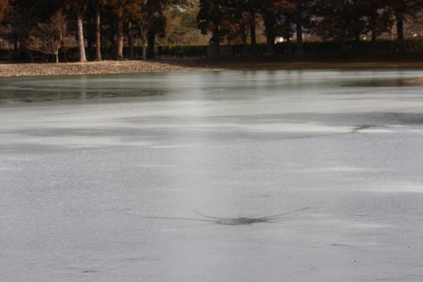 冬の平泉毛越寺、浄土庭園の氷結した「大泉が池 」
