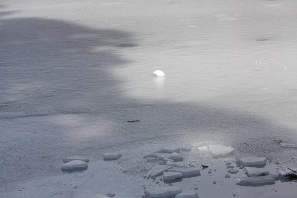 氷結した池面に映る木の影と氷の塊たち