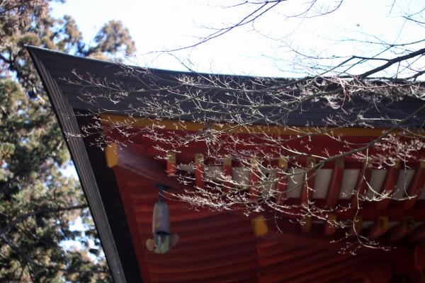 冬の平泉毛越寺、落葉の立木と本堂の屋根