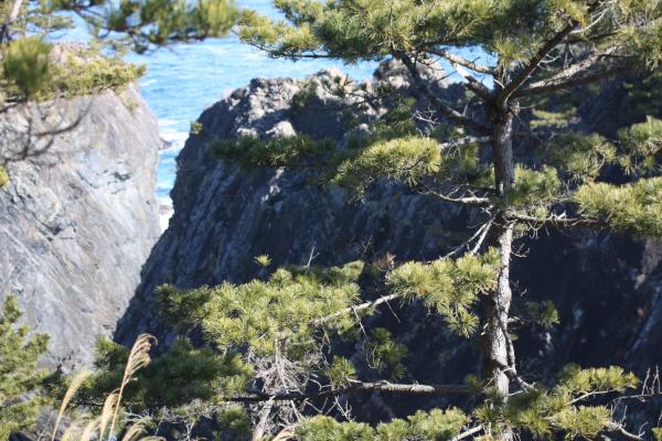 陸中・碁石海岸の「雷岩」と松/癒し憩い画像データベース