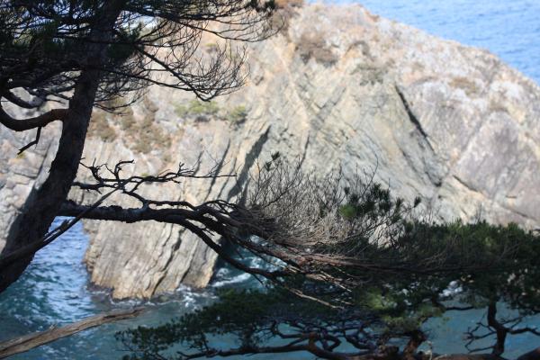 碁石海岸の「穴通磯」と松の枝
