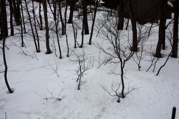 積雪の森