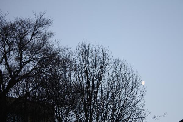冬木立と朝の月/癒し憩い画像データベース