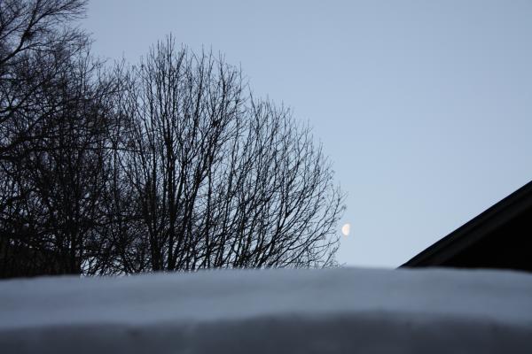 積雪と冬木立と月/癒し憩い画像データベース
