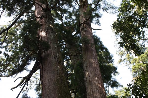 笠森寺の名木「三本杉」