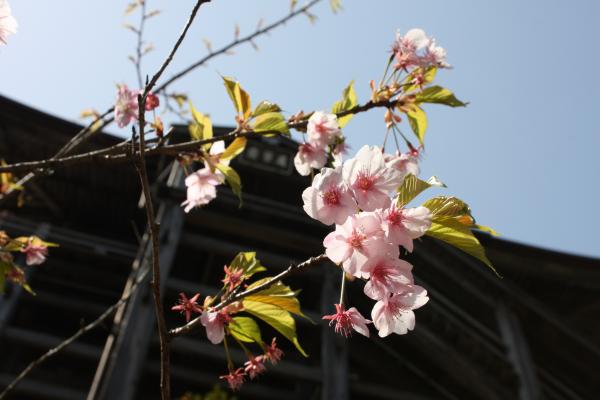 笠森寺の観音堂と桜