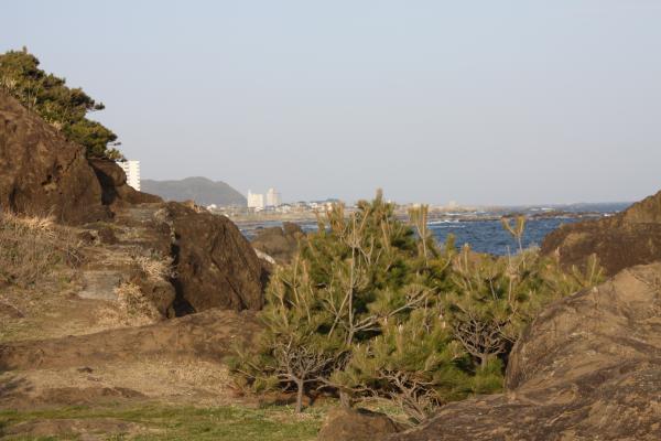 野島埼の海岸と松