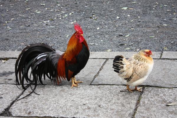 「谷保天満宮」を歩く鶏/癒し憩い画像データベース