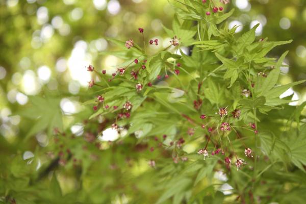 モミジの新緑と花 癒し憩い画像データベース