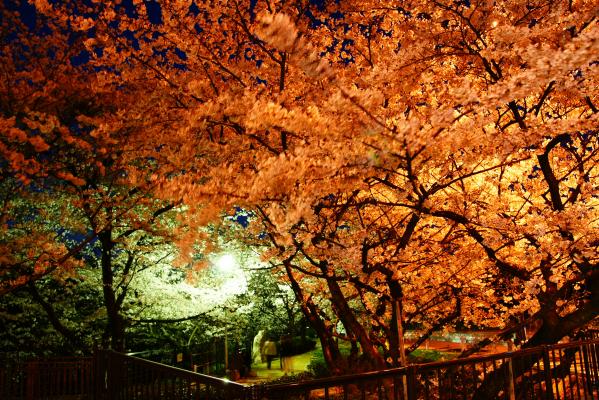 夜の桧原桜