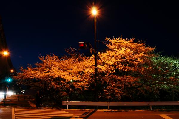 夜の桧原桜