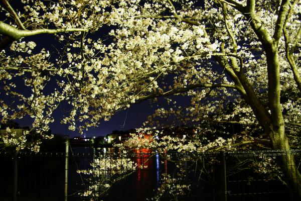 松本池と夜桜