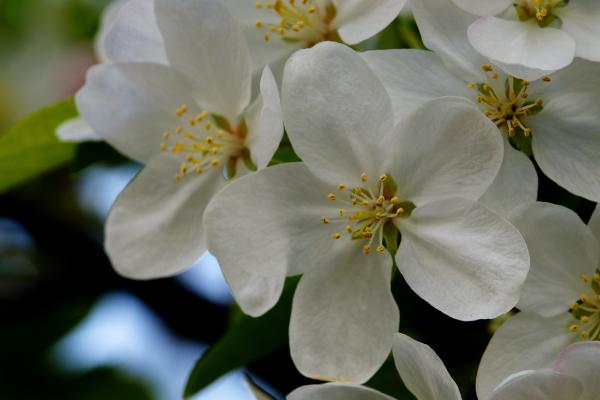 姫林檎の花/癒し憩い画像データベース