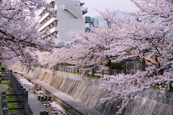 市街地の用水路と桜並木/癒し憩い画像データベース