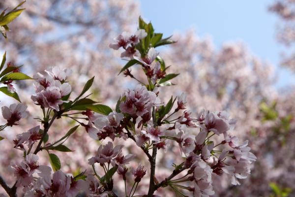 高遠小彼岸桜（タカトオコヒガンザクラ）