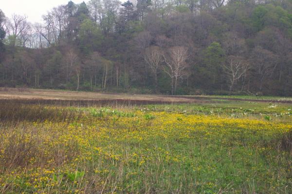 立金花で黄色く染まった湿原